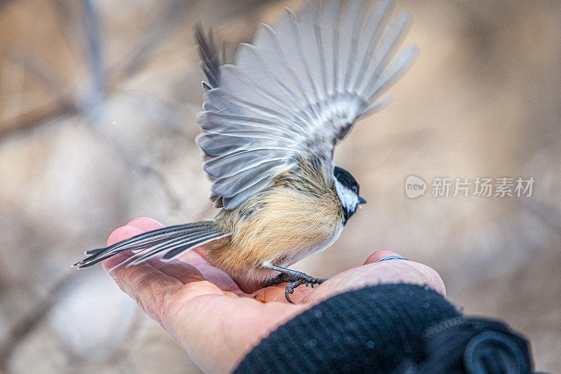 黑头(Poecile atricapillus)，人手上的黑帽山雀;